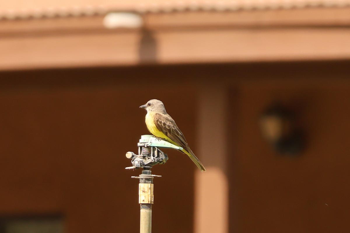 Cassin's Kingbird - ML640242700