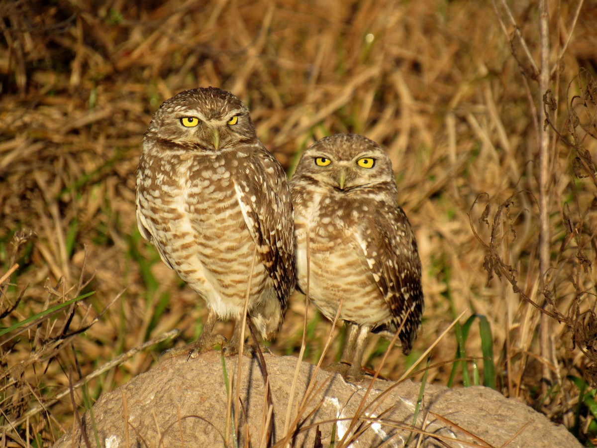 Burrowing Owl - ML640242775