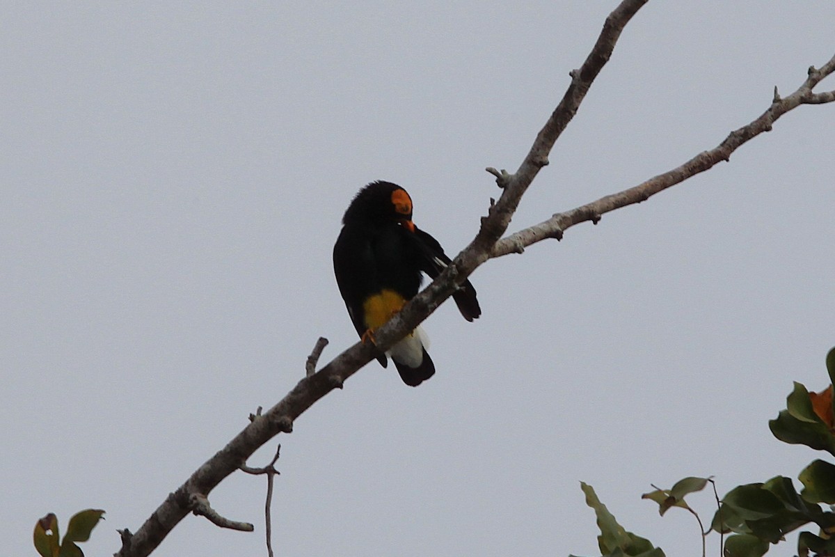 Yellow-faced Myna - ML640242778
