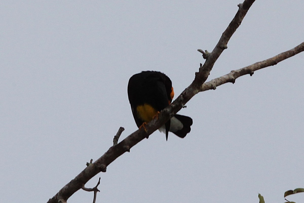 Yellow-faced Myna - ML640242779