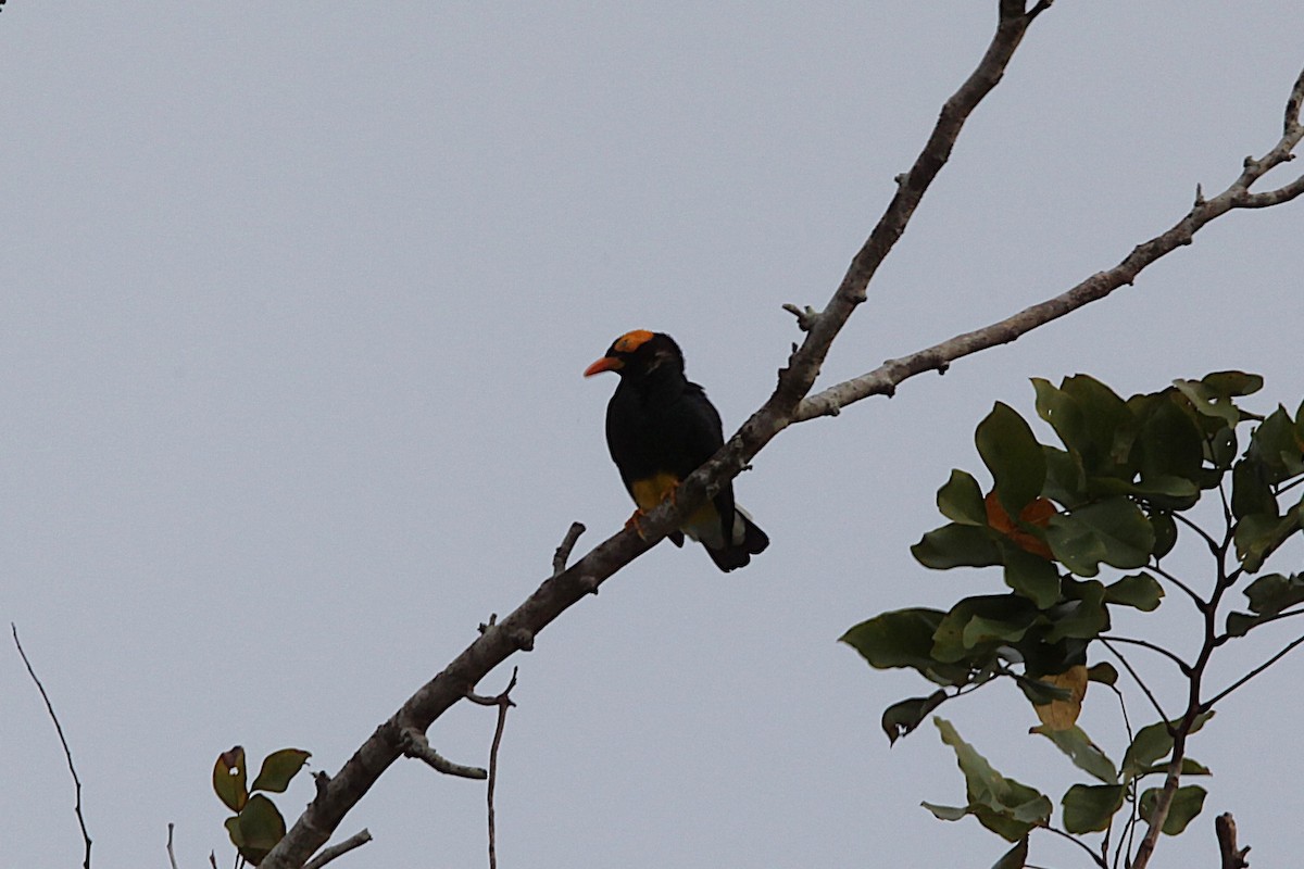 Yellow-faced Myna - ML640242780