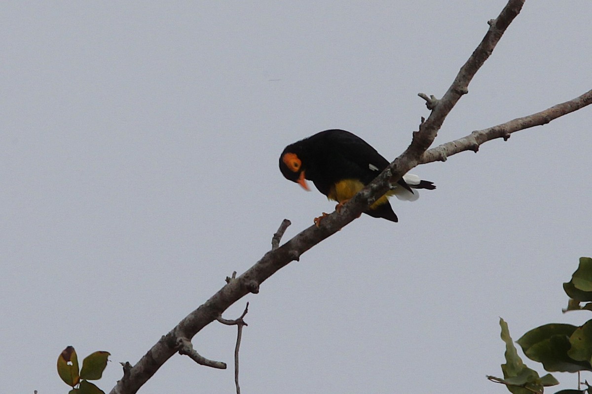 Yellow-faced Myna - ML640242781