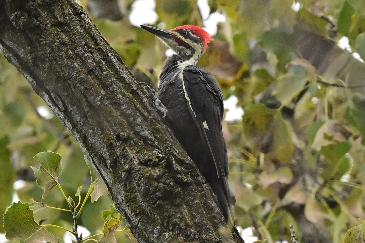 Pileated Woodpecker - ML640242841