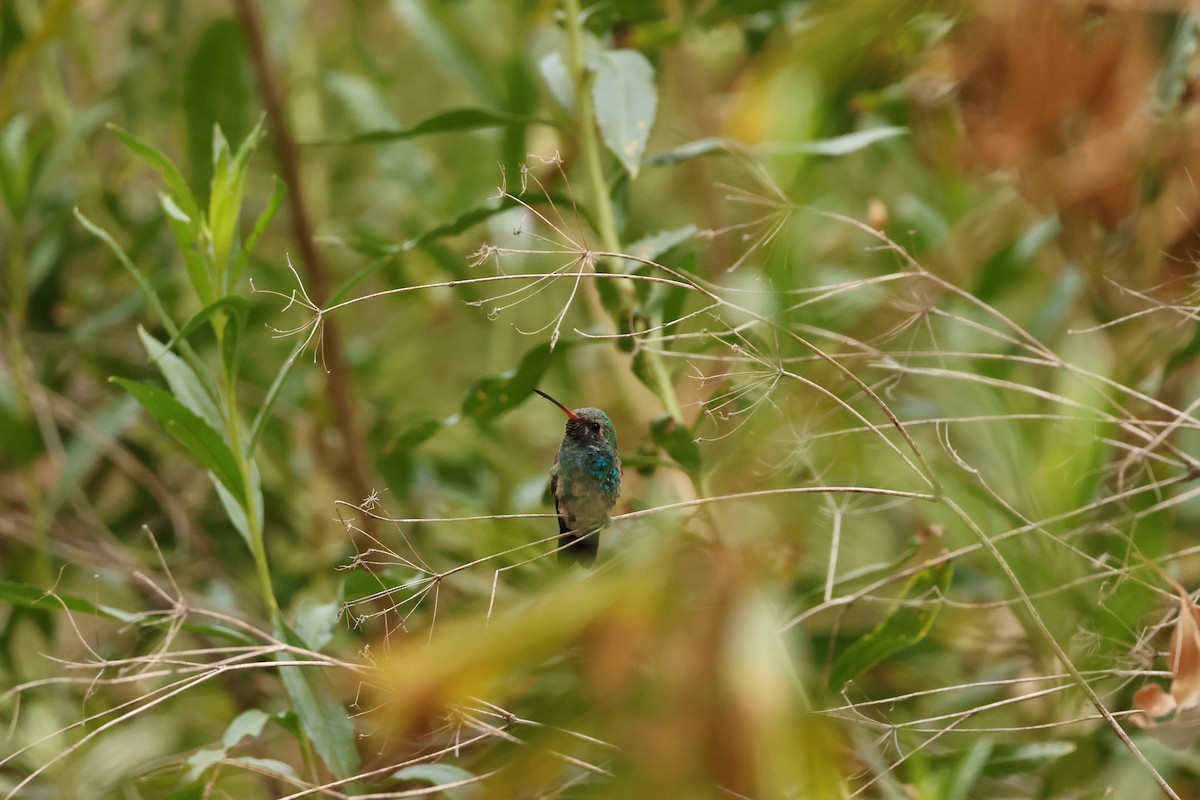 Broad-billed Hummingbird - ML640242863