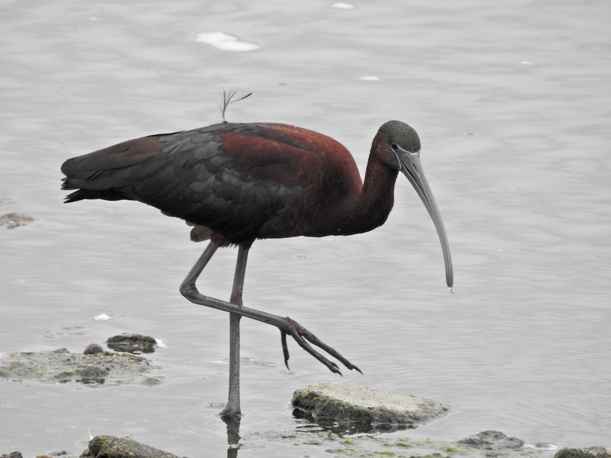 ibis hnědý - ML640242875