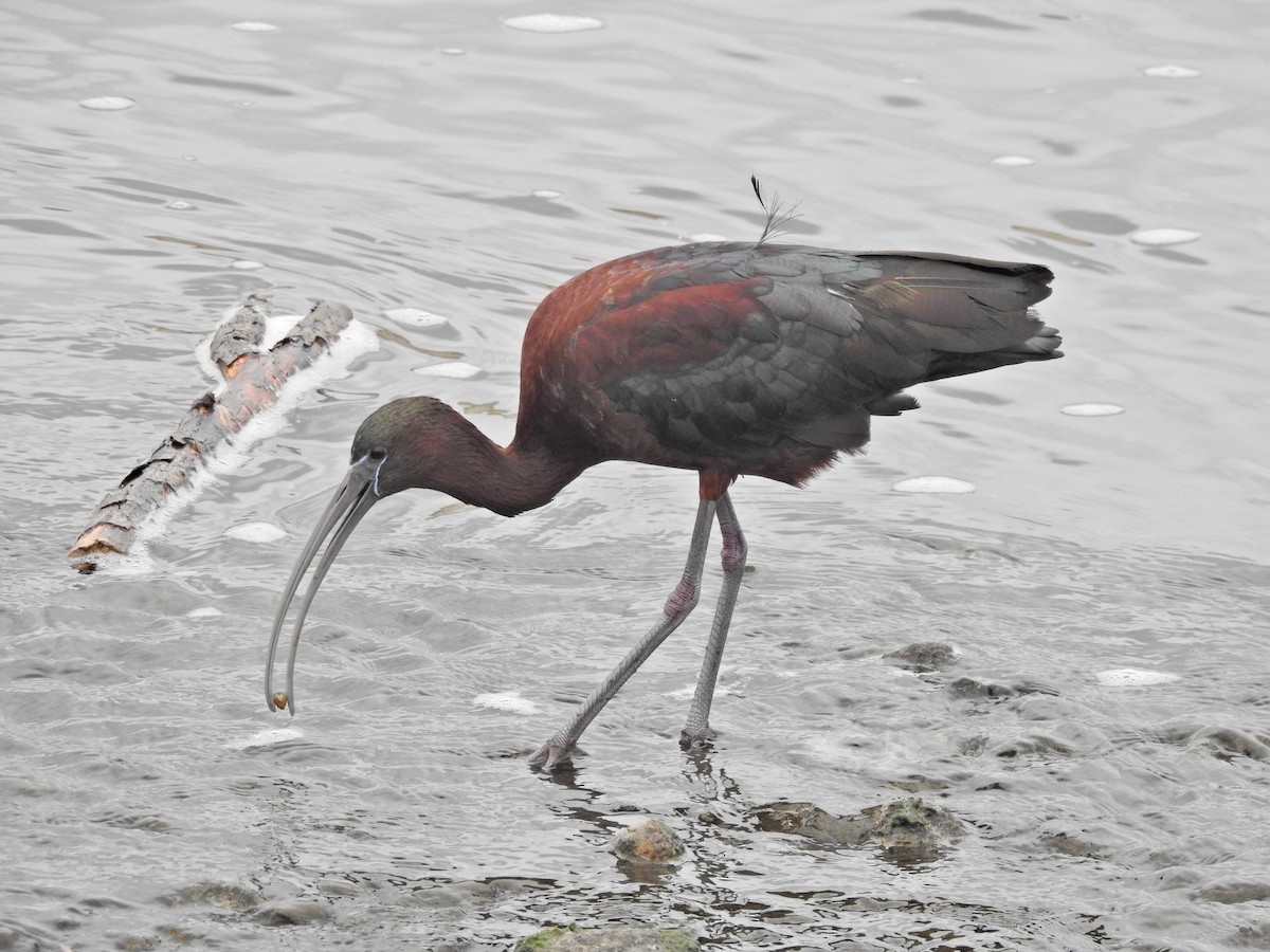 ibis hnědý - ML640242887