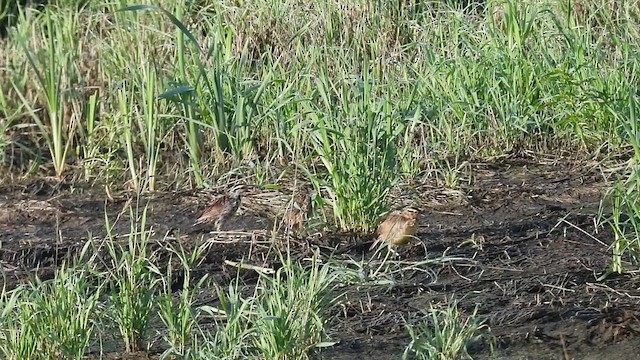 Eastern Meadowlark - ML640242942