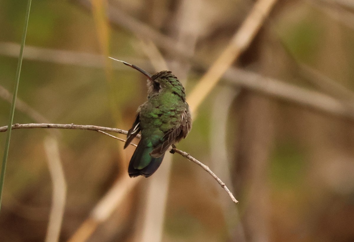 Broad-billed Hummingbird - ML640242945