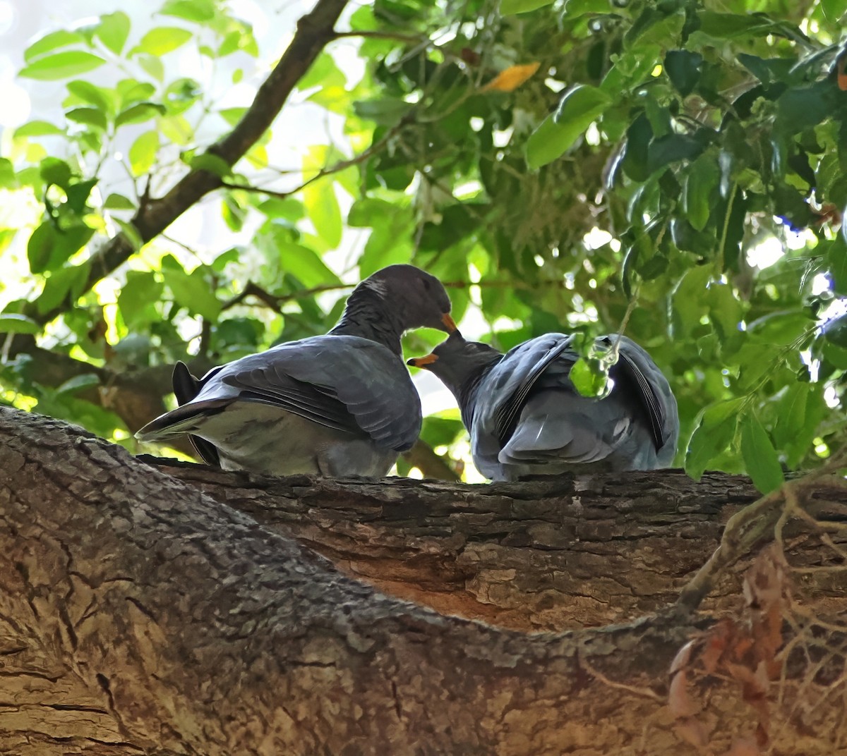 Bandtaube - ML640243056