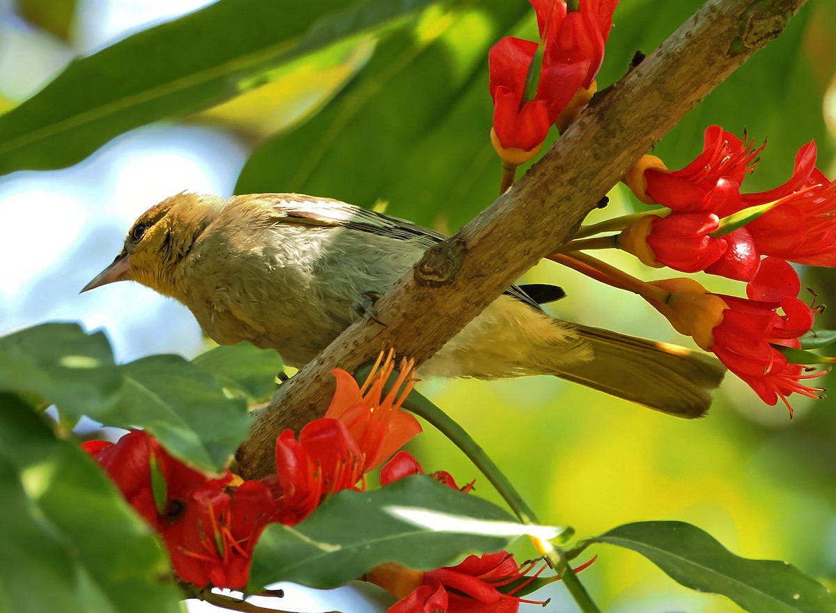 Bullock's Oriole - ML640243075
