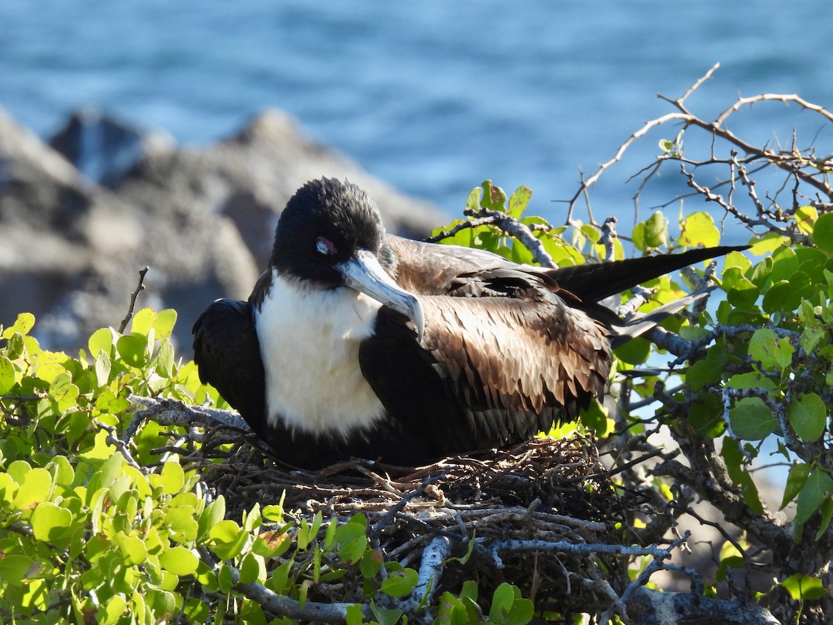 Great Frigatebird - ML640243106