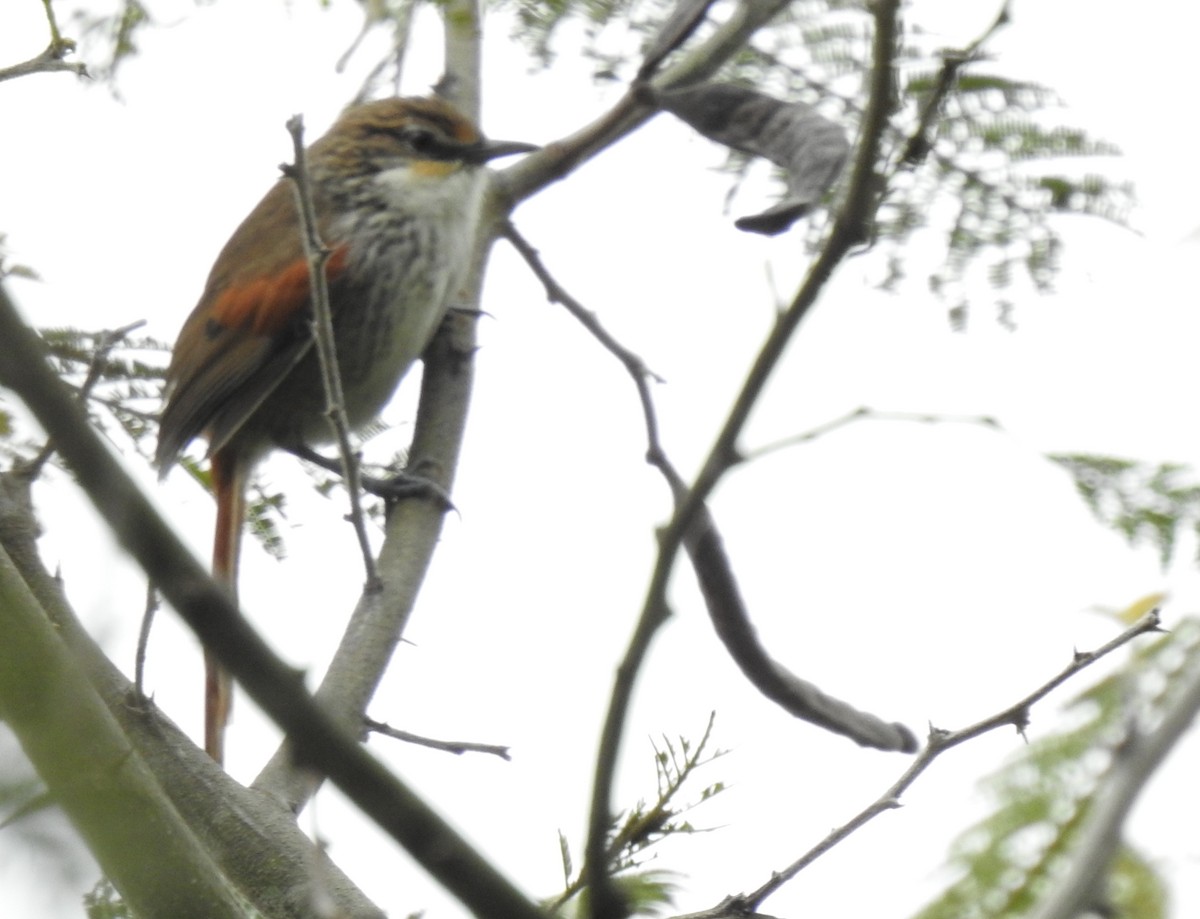 Chinchipe Spinetail - ML640243169