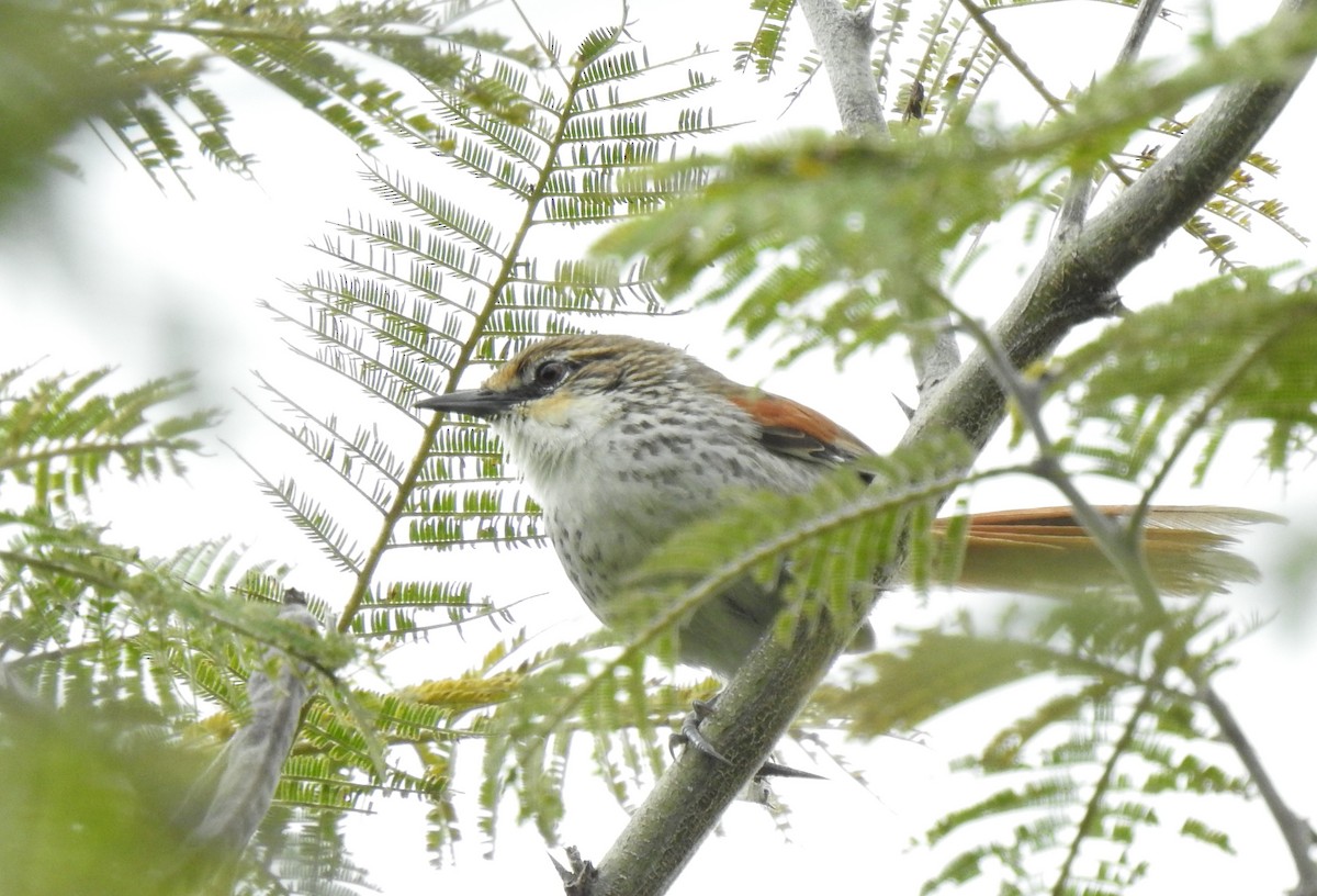 Chinchipe Spinetail - ML640243170