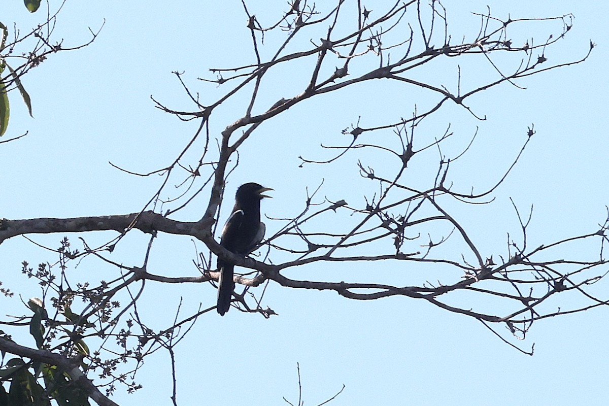 Yellow-billed Nunbird - ML640243337
