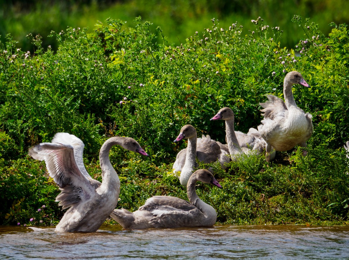 Trumpeter Swan - ML640243341