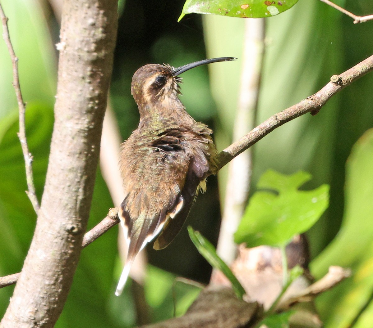 Dusky-throated Hermit - ML640243356