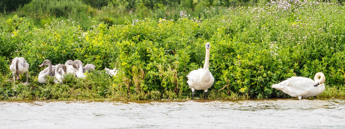 Trumpeter Swan - ML640243359