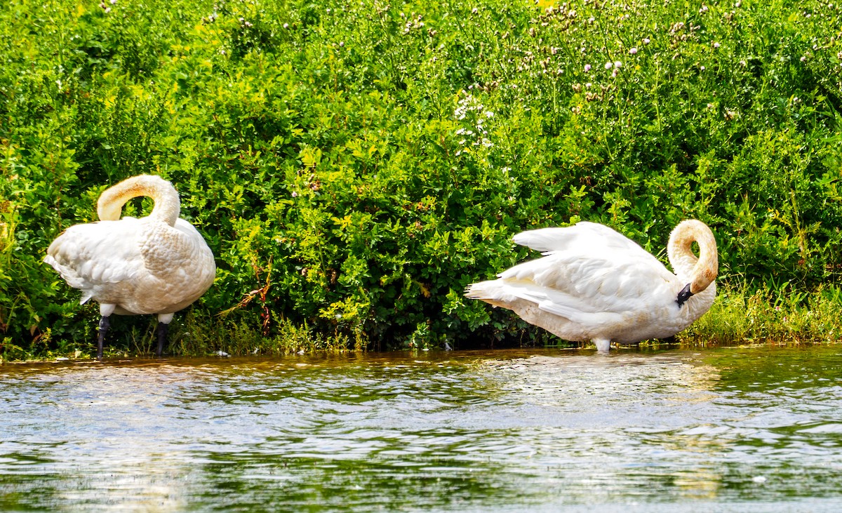 Trumpeter Swan - ML640243360