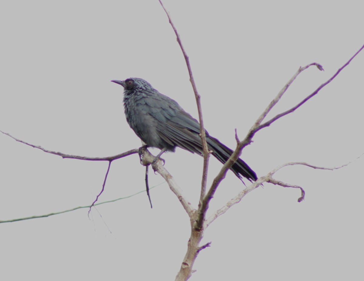 Blue Mockingbird - ML640243379
