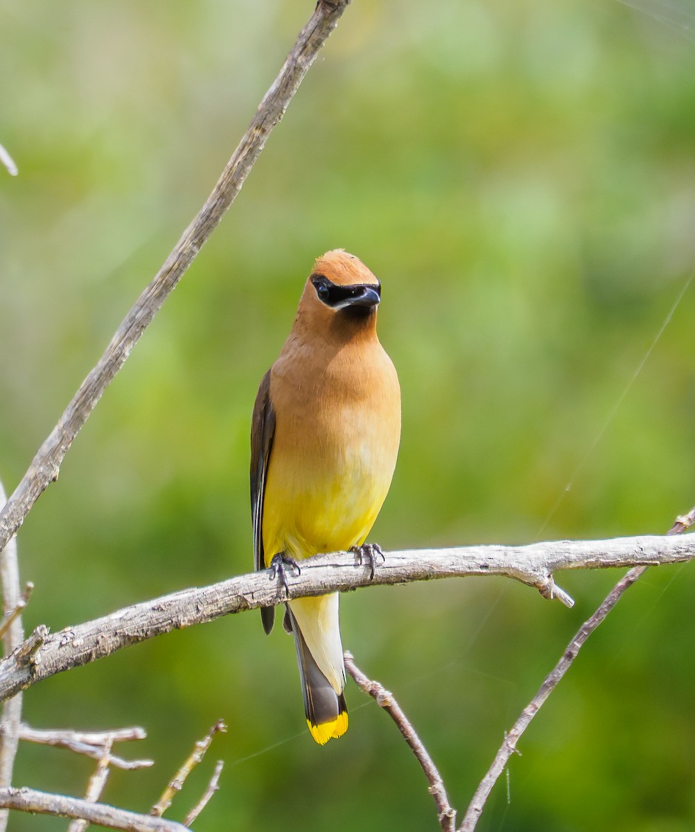 Cedar Waxwing - ML640243391
