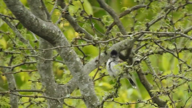 Collared Antshrike (shumbae) - ML640243398