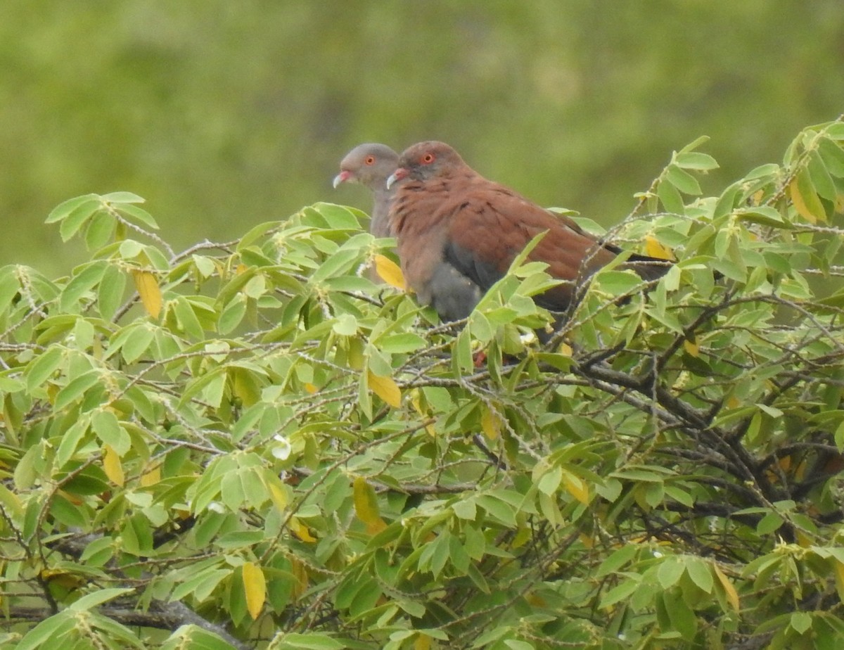 Peruvian Pigeon - ML640243401