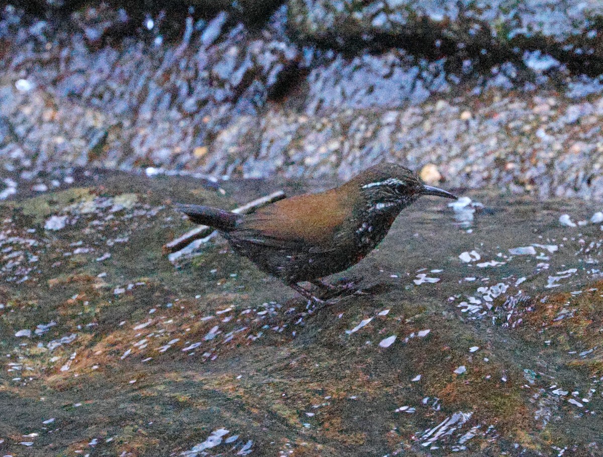 Sharp-tailed Streamcreeper - ML640243457