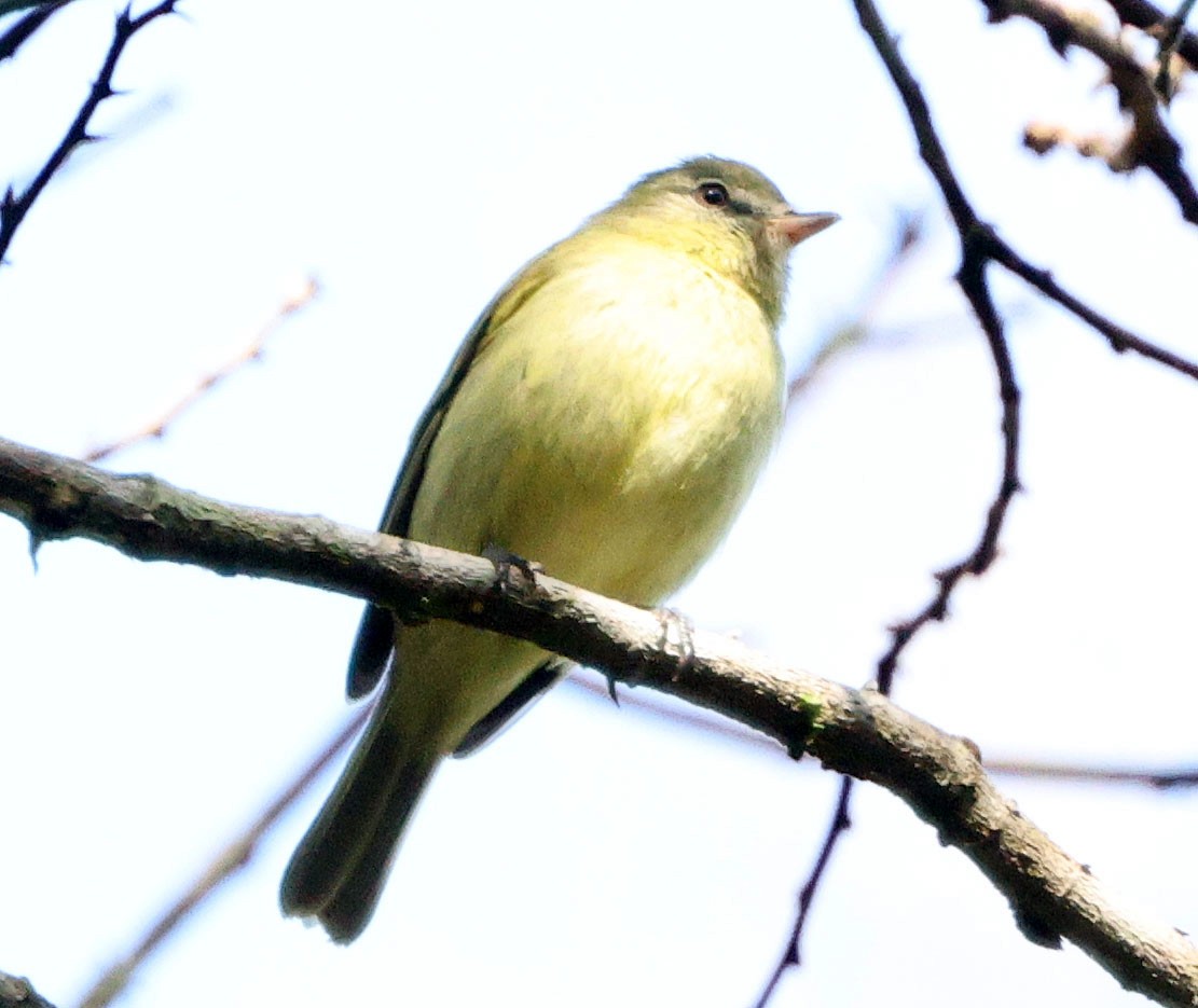 Rough-legged Tyrannulet - ML640243476