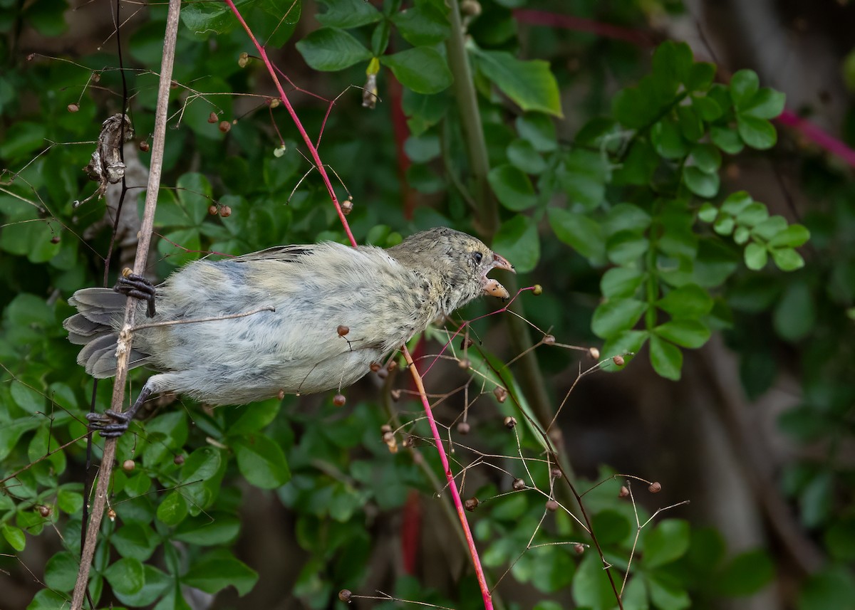 Small Tree-Finch - ML640243499