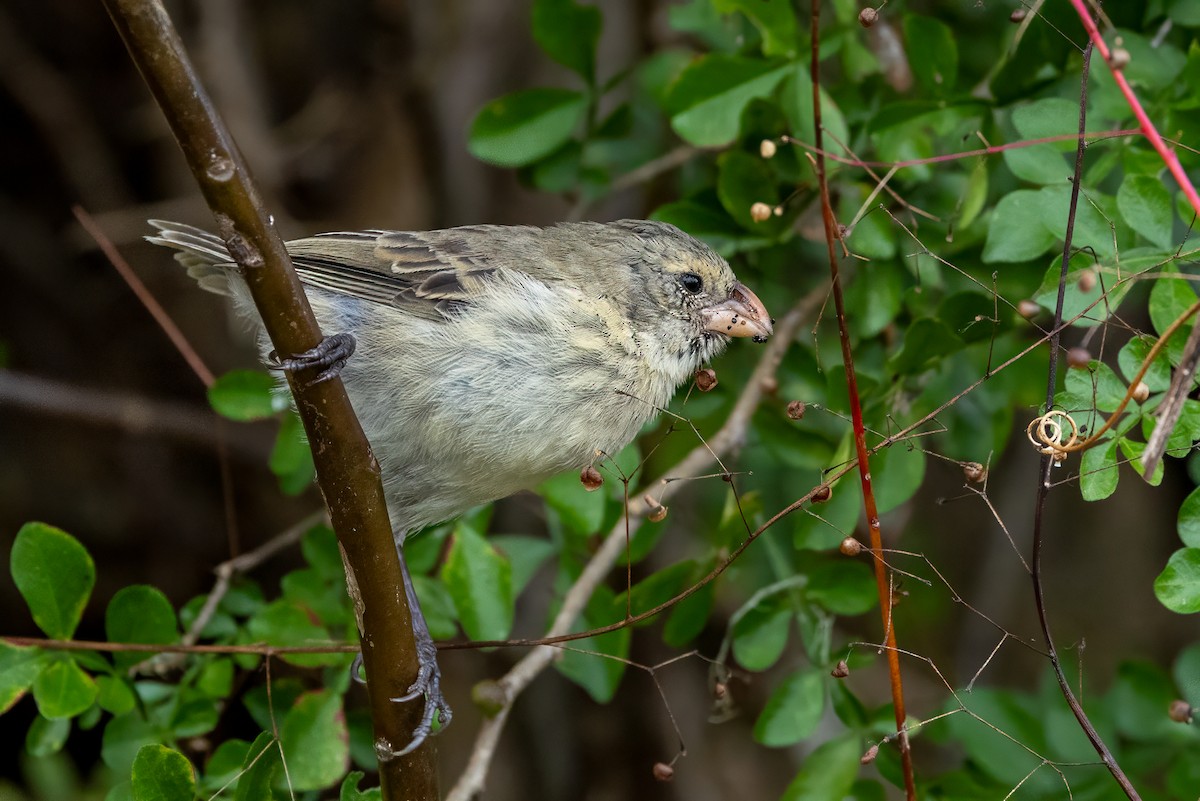 Small Tree-Finch - ML640243500