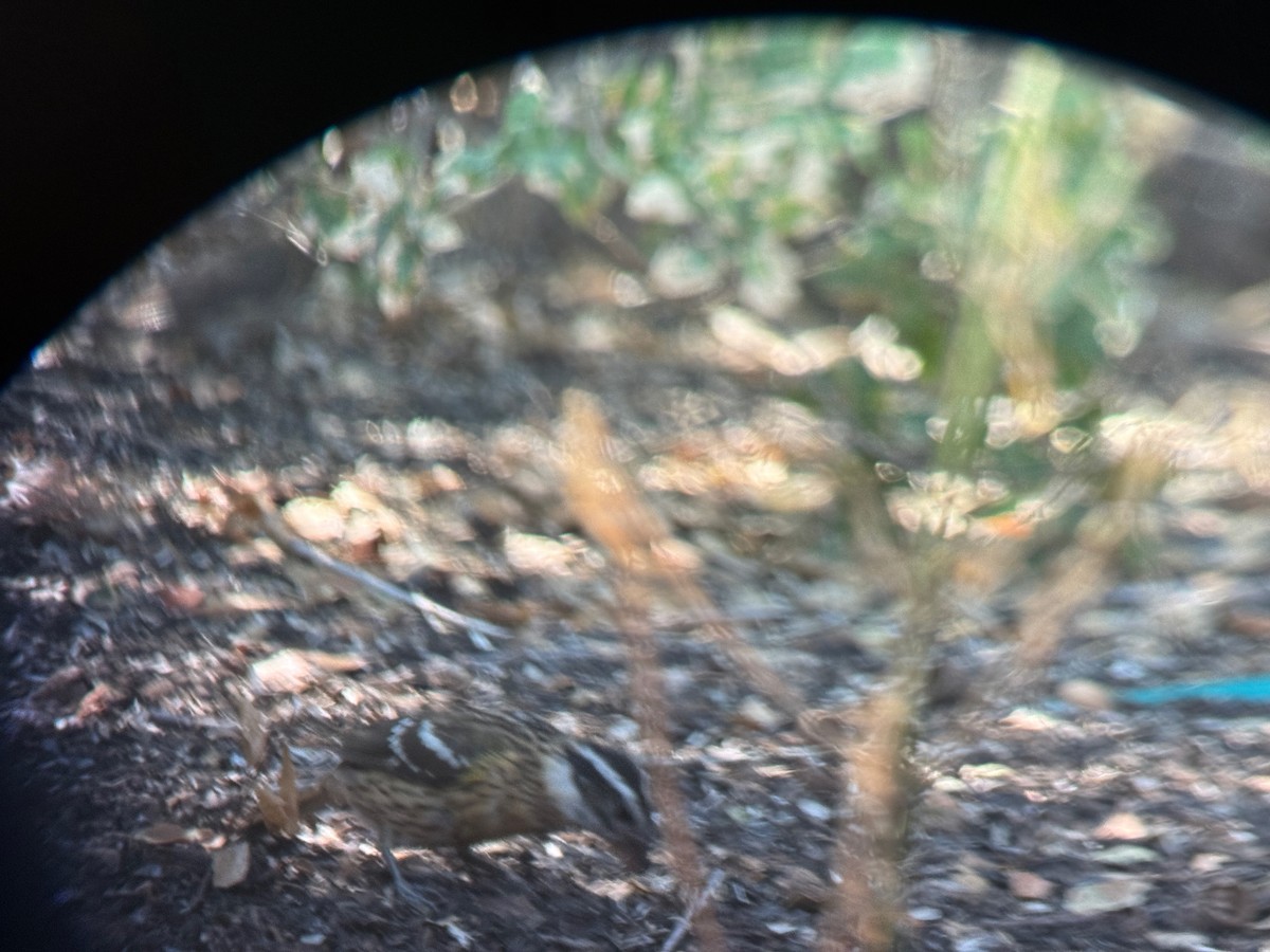 Black-headed Grosbeak - ML640243514