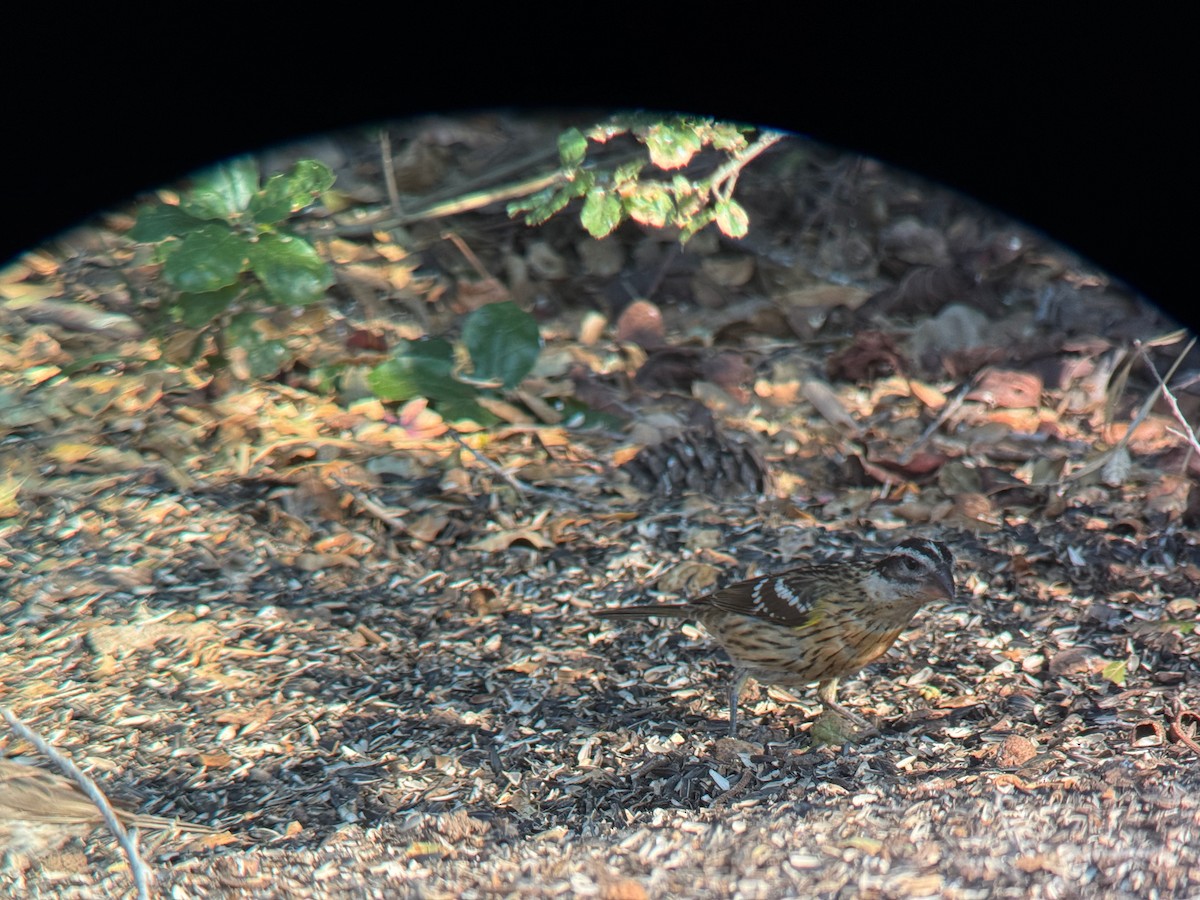 Black-headed Grosbeak - ML640243516