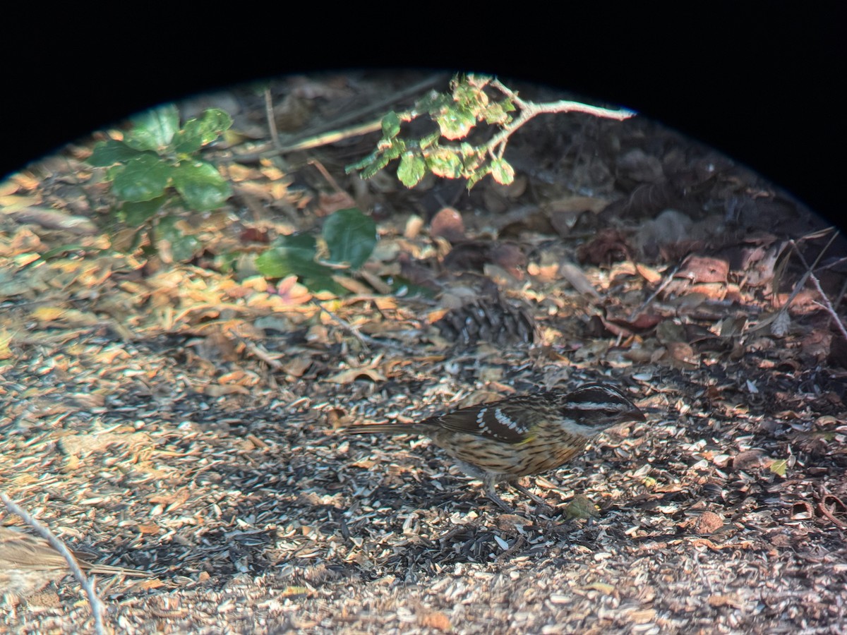 Black-headed Grosbeak - ML640243517