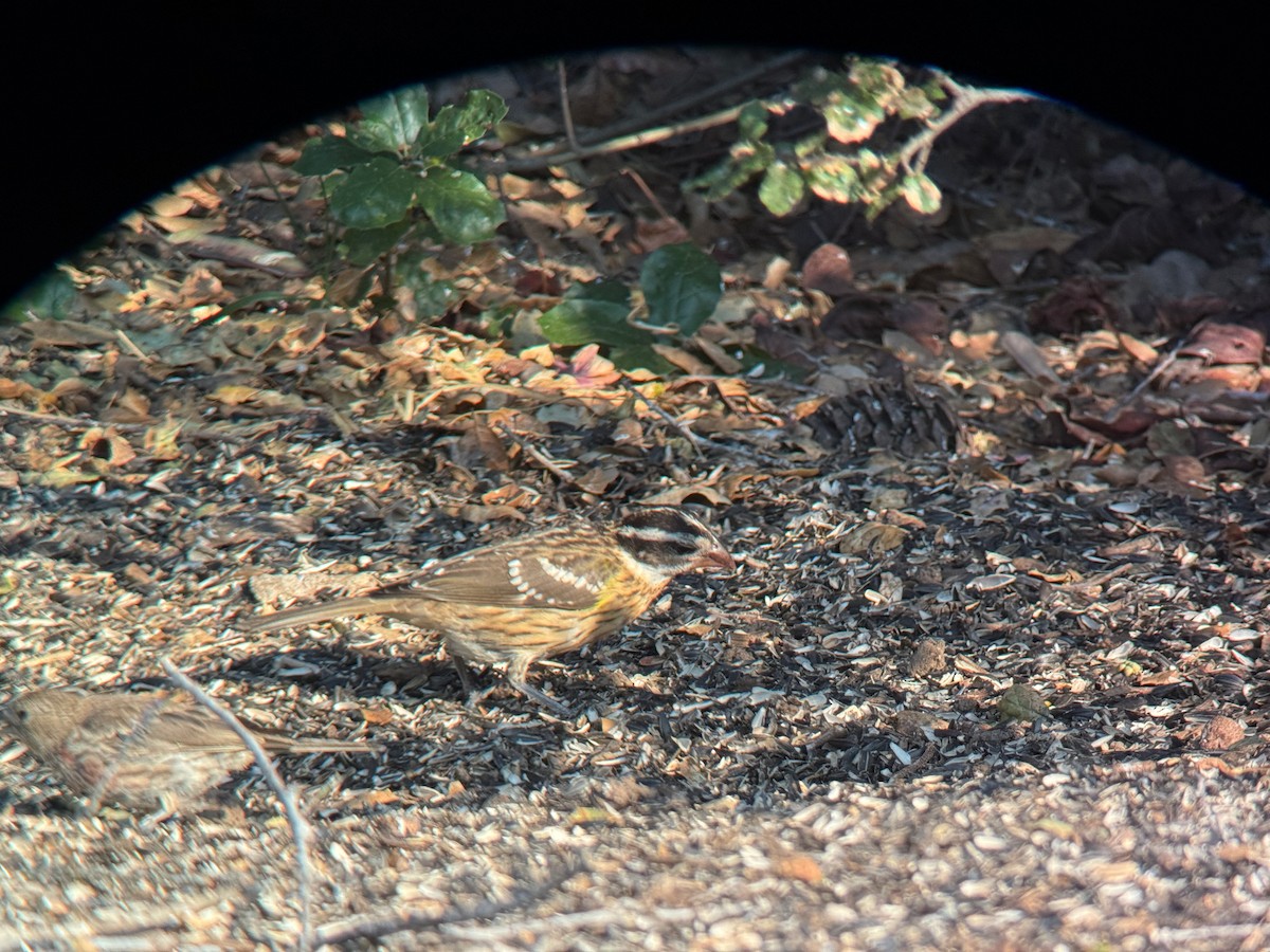 Black-headed Grosbeak - ML640243519
