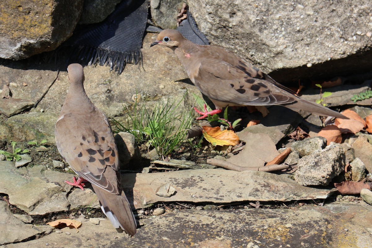 Mourning Dove - ML640243581