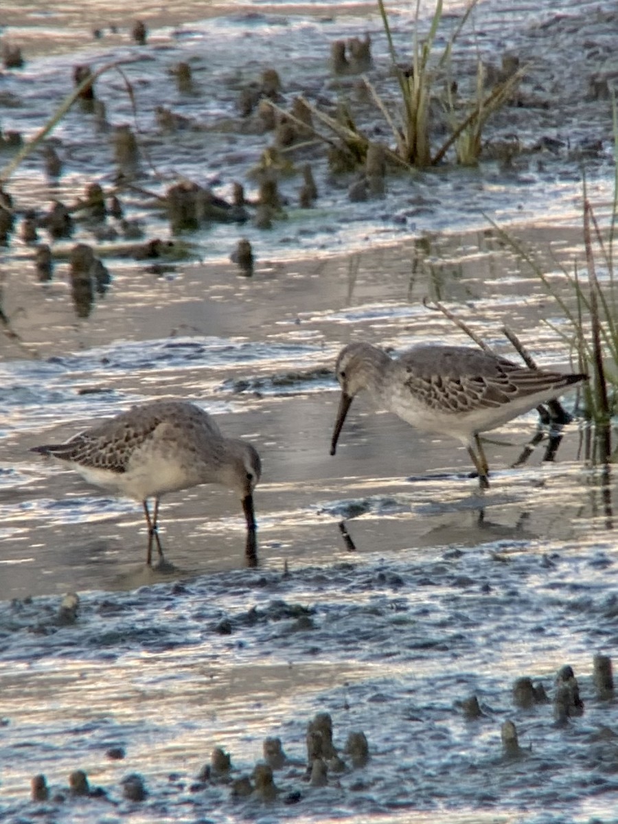 Stilt Sandpiper - ML640243654