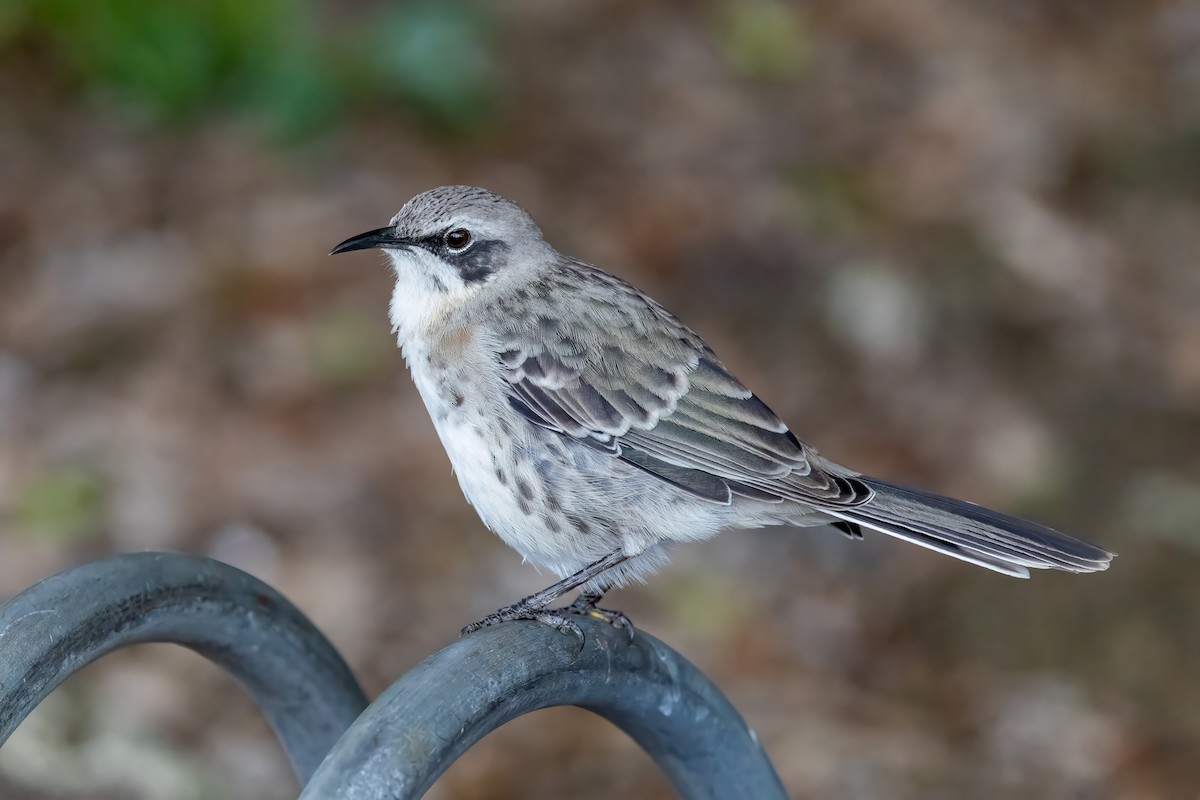 San Cristobal Mockingbird - ML640243715