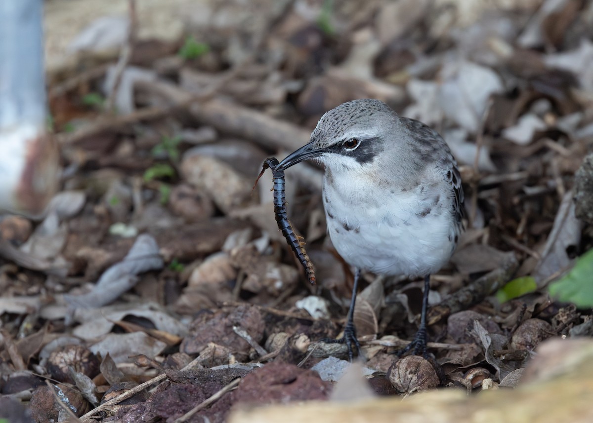 San Cristobal Mockingbird - ML640243716
