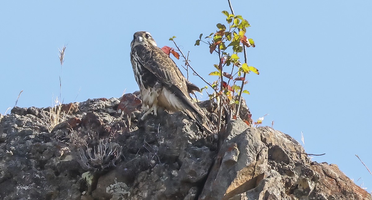 Prairie Falcon - ML640243727