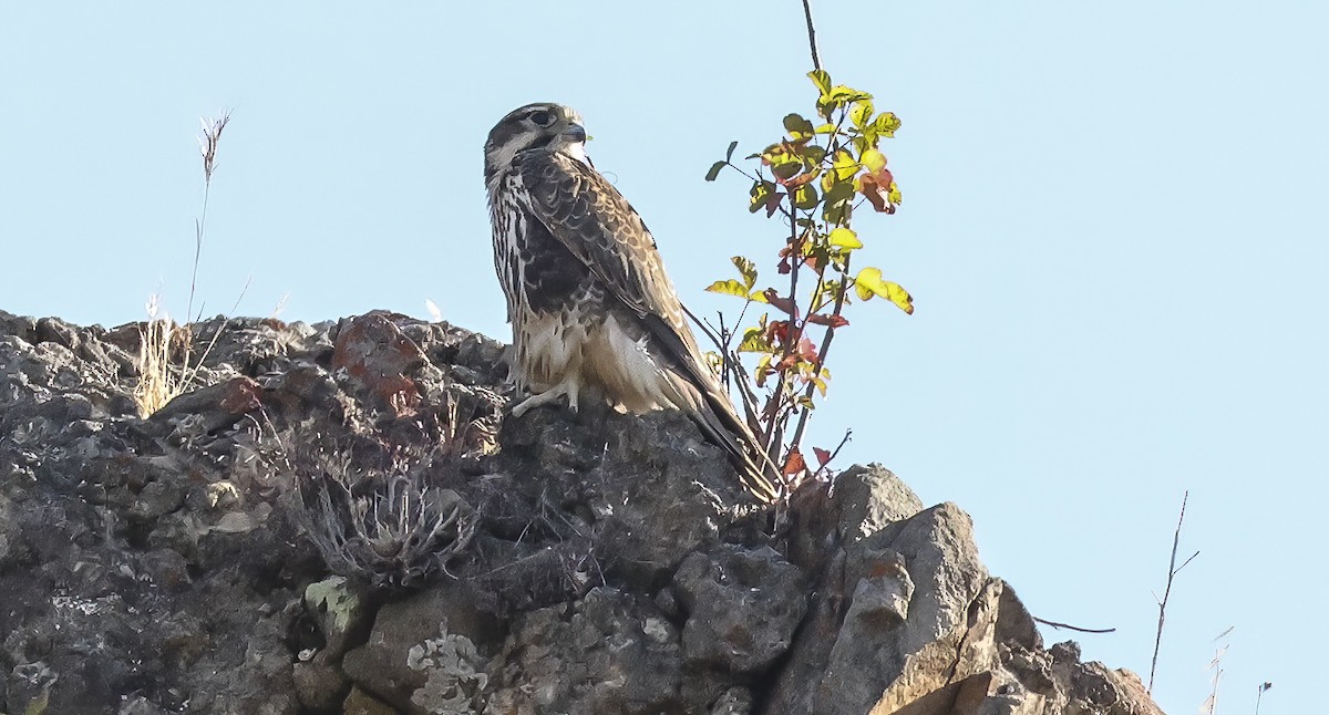 Prairie Falcon - ML640243735