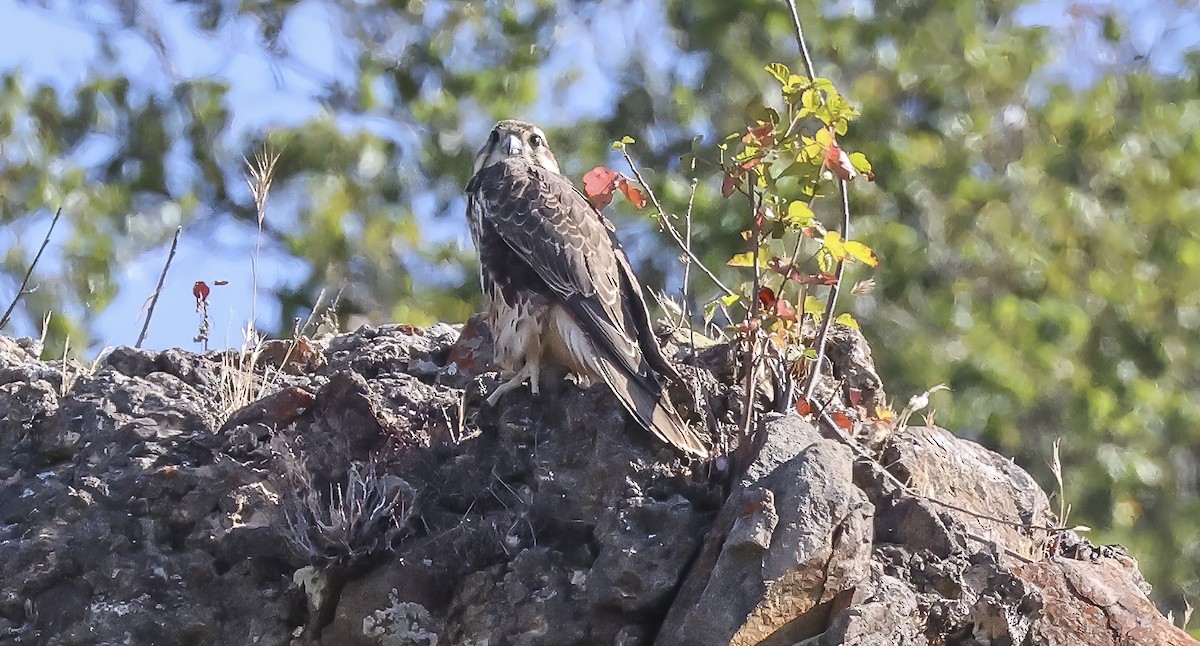Prairie Falcon - ML640243750