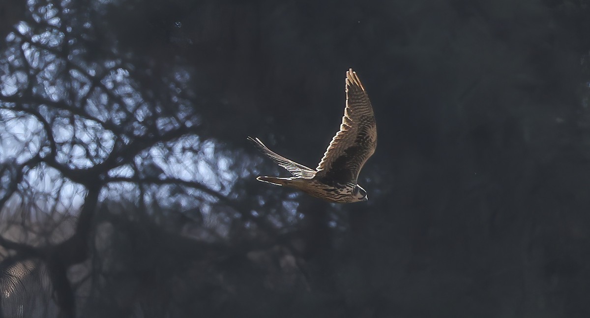 Prairie Falcon - ML640243768