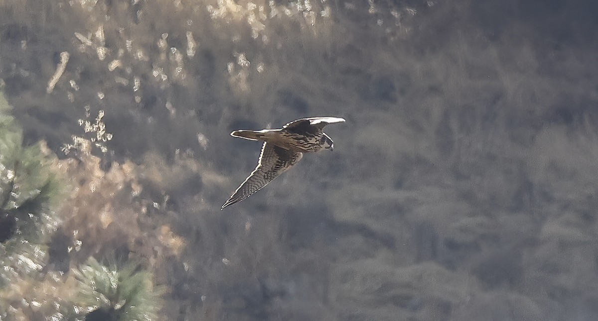 Prairie Falcon - ML640243774