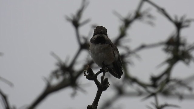 Short-tailed Woodstar - ML640243842