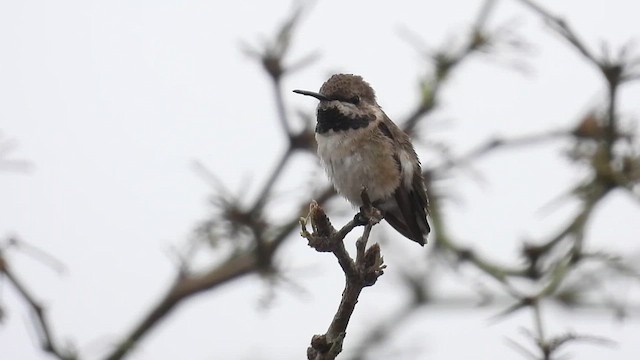 Short-tailed Woodstar - ML640243843