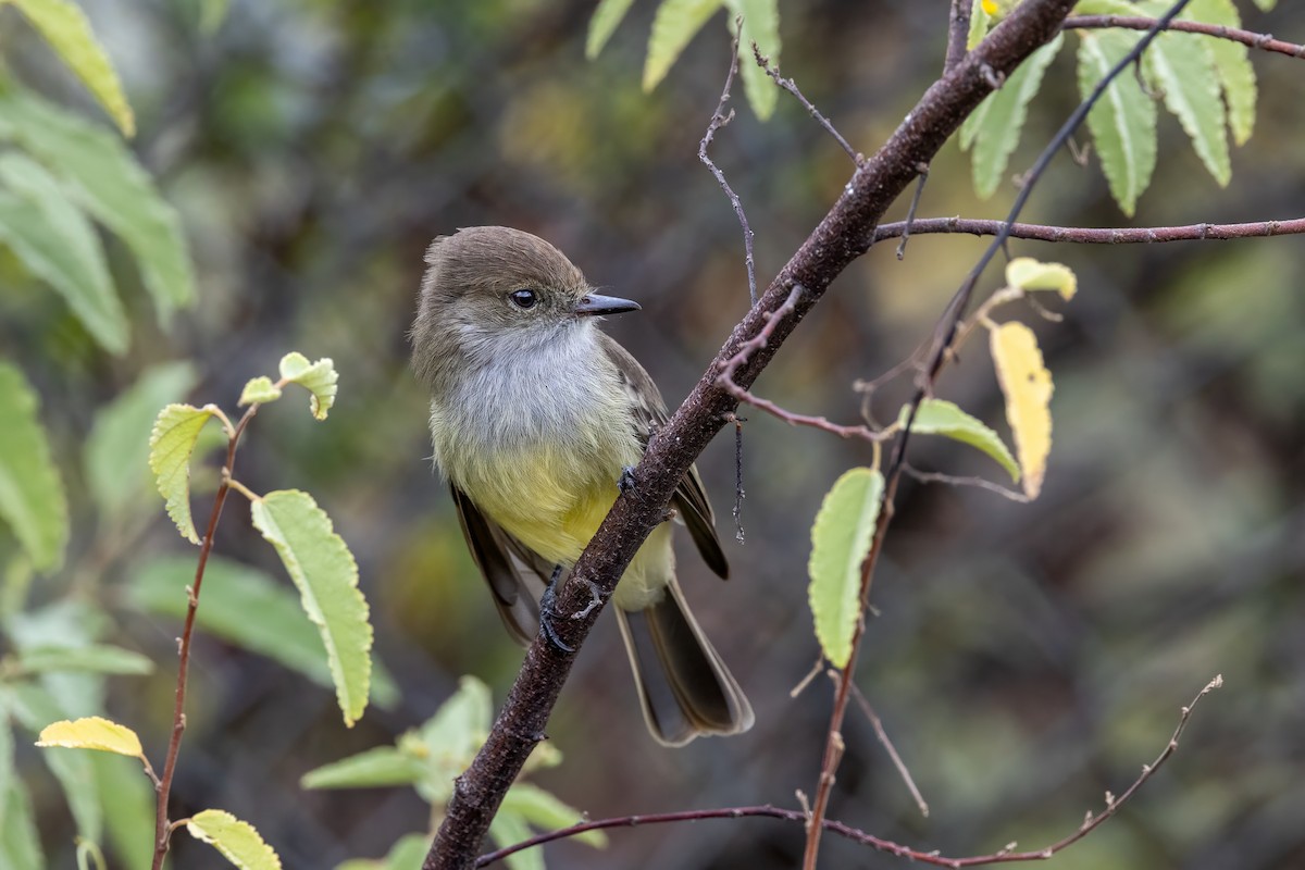 Galapagos Flycatcher - ML640243845