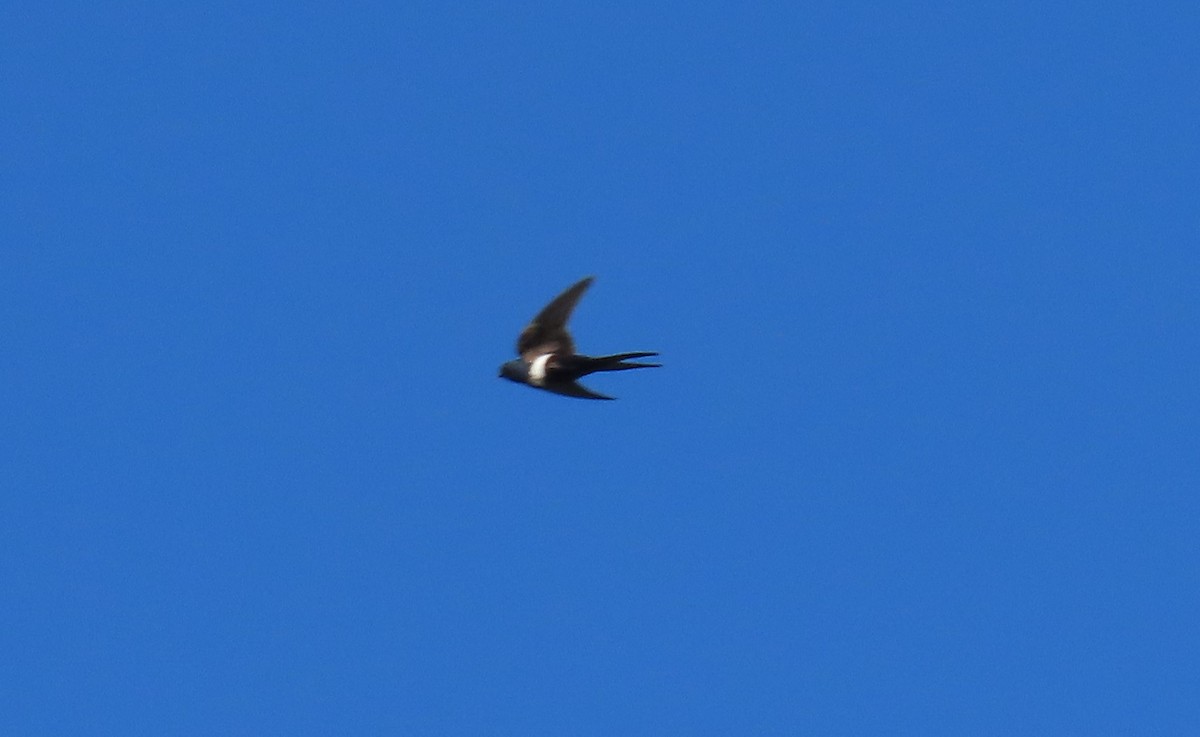 Golondrina Fajiblanca - ML640243906