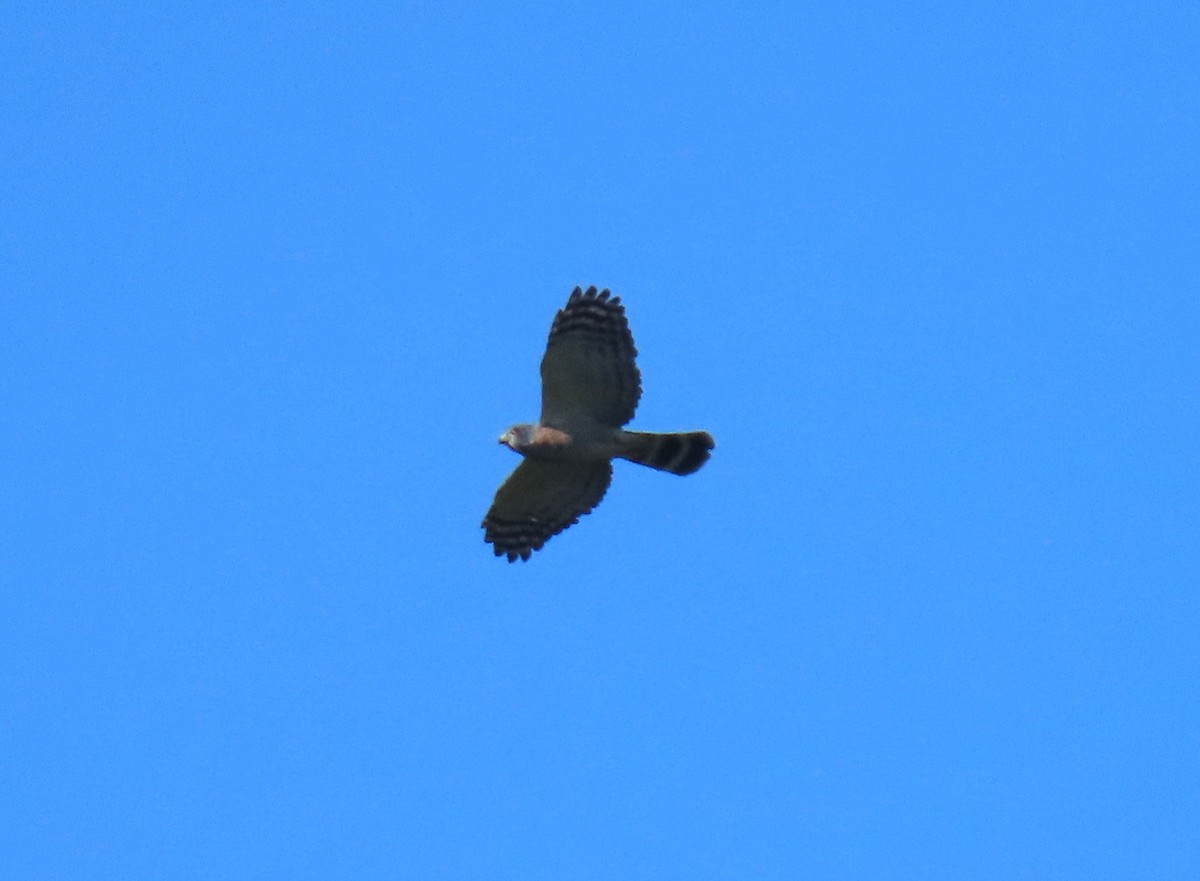 Double-toothed Kite - ML640243996