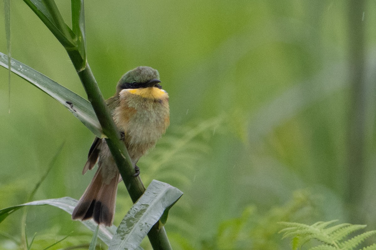 Blue-breasted Bee-eater - ML640244023