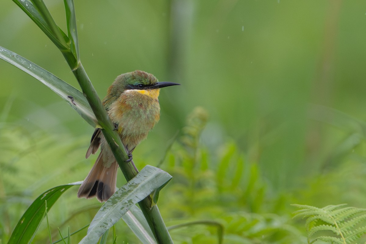Blue-breasted Bee-eater - ML640244024